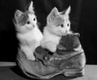 Δύο γατάκια πάνω από ένα boot
